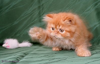 7,5 weeks old